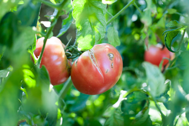 Tomato Fruit Cracking: Causes and Prevention Image