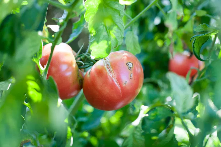 Tomato Fruit Cracking: Causes and Prevention Image