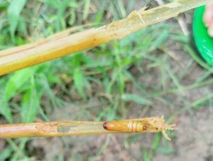 Paddy pests