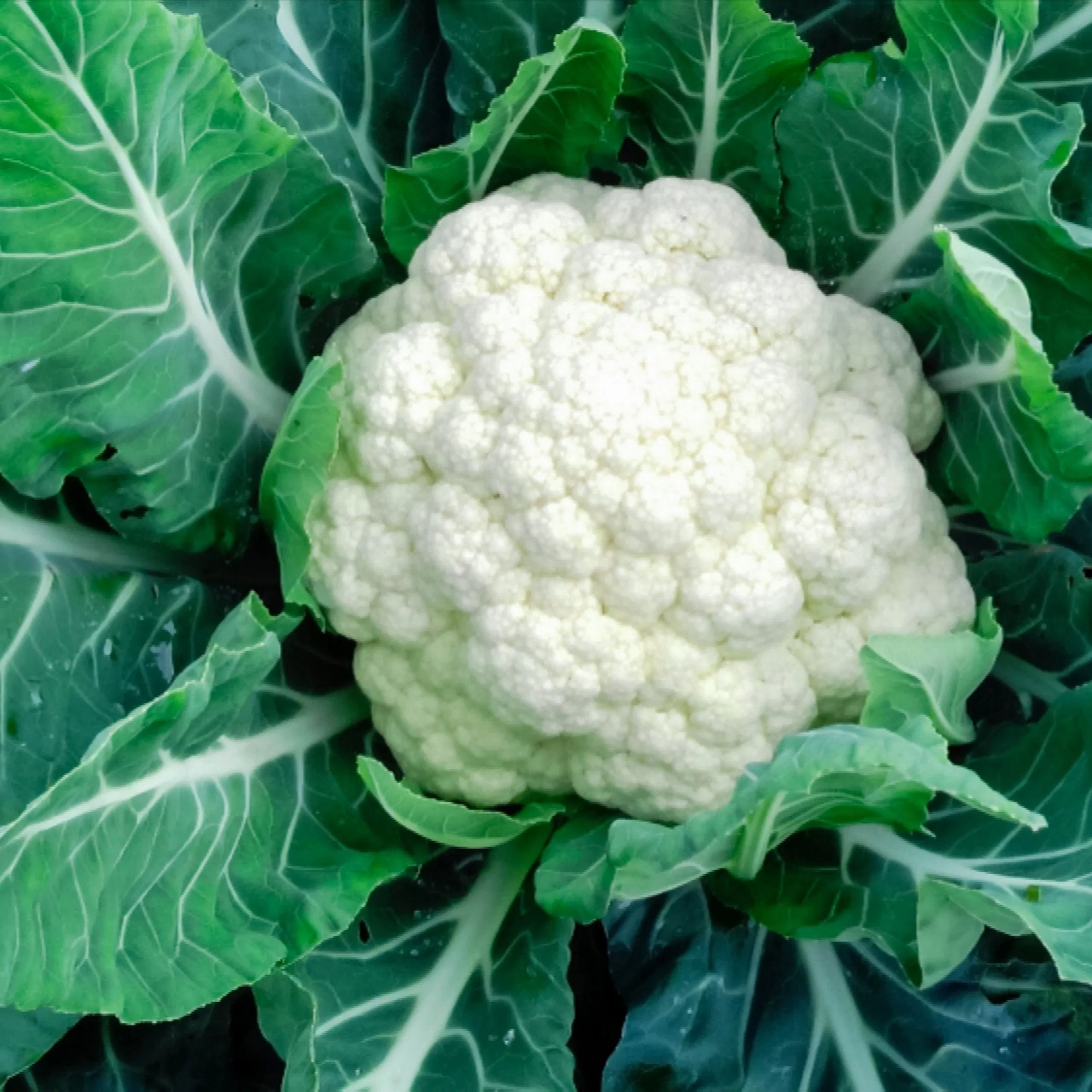 kvplus/articles/9ad06db5a292774cb8d528d09377b6c4_how-to-grow-cauliflower-1403494-hero-76cf5f524a564adabb1ac6adfa311482-1-scaled.jpg