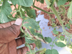 Early blight symptom in tomato plant
