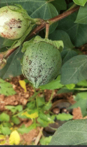 Symptom of anthracnose on cotton boll