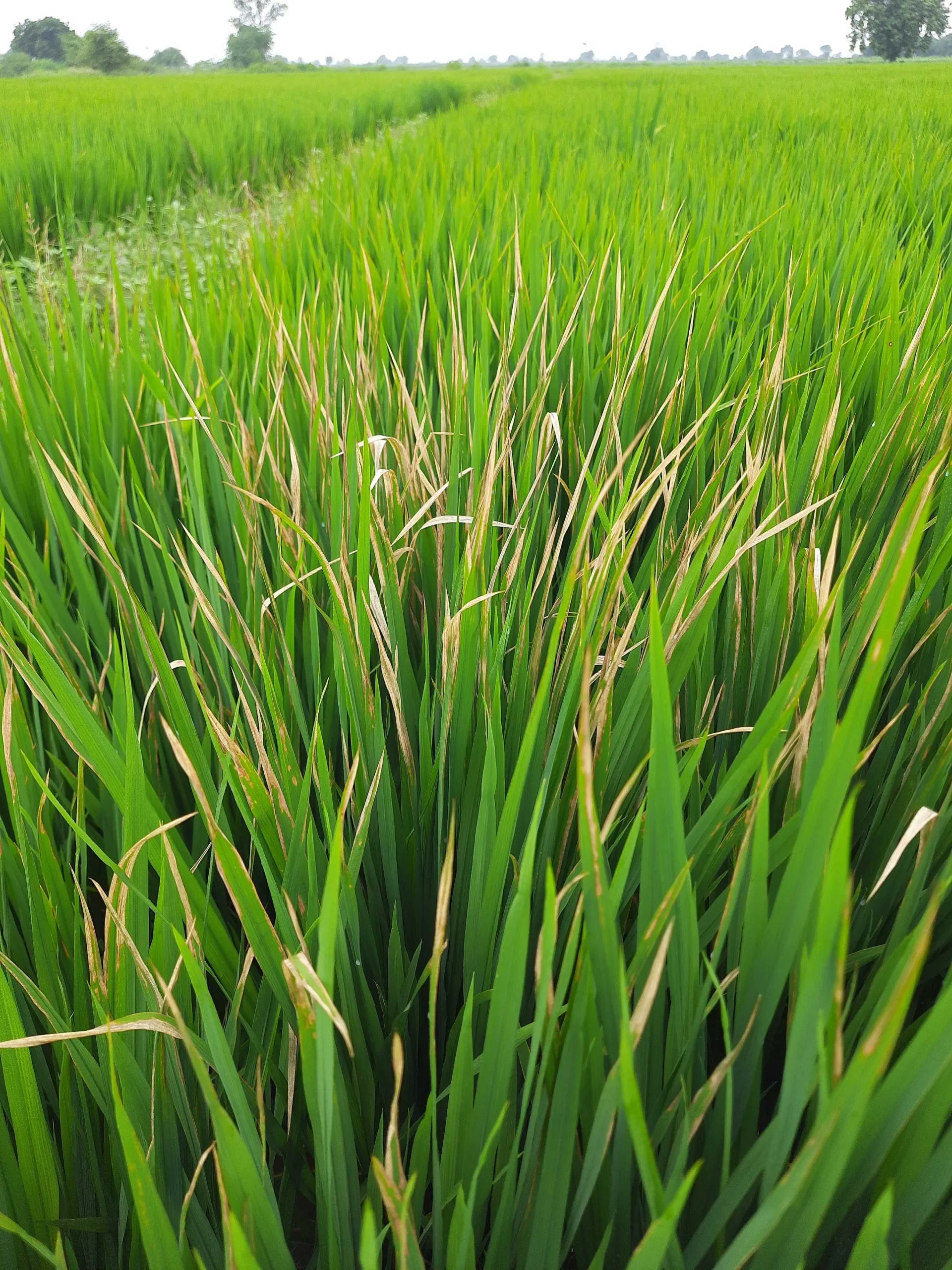 kvplus/articles/a49dd457f0caf6e41463f4e08e8a37e7_PADDY-PLANT-HOPPPER-scaled.jpeg