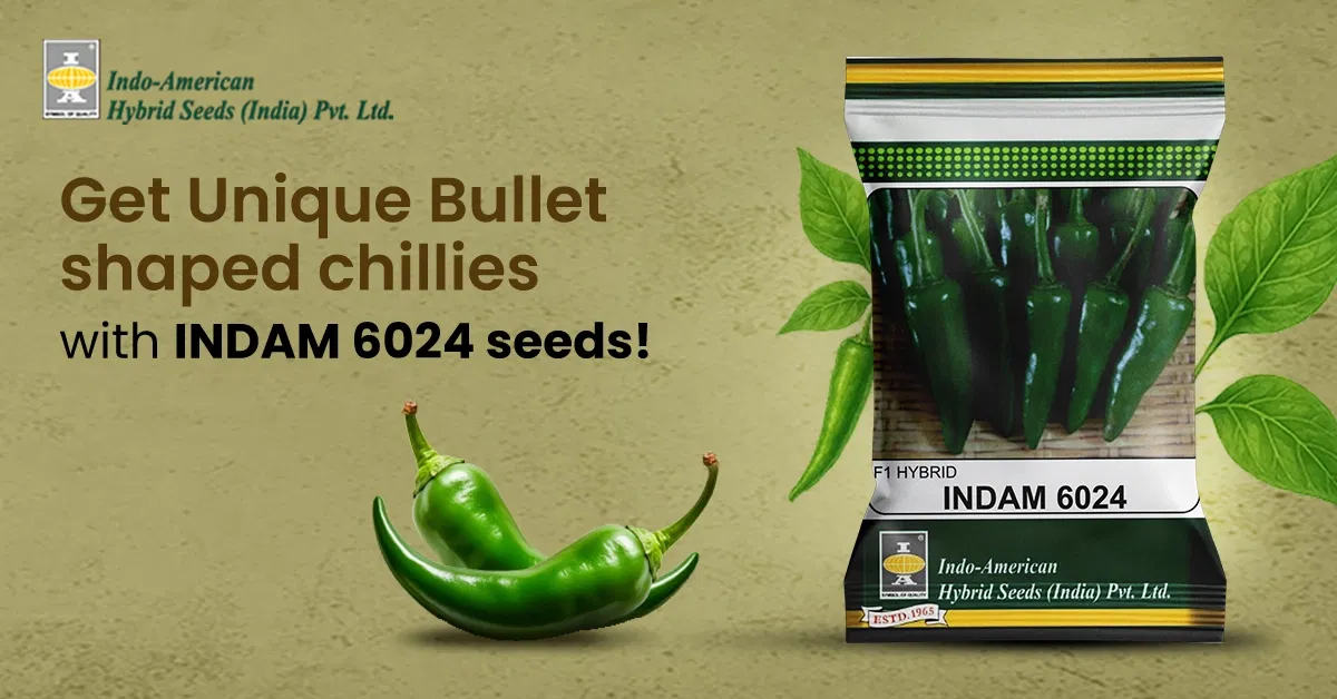 Indam 6024 Chilli A Promising Hybrid For Long Harvesting And High Yields Image