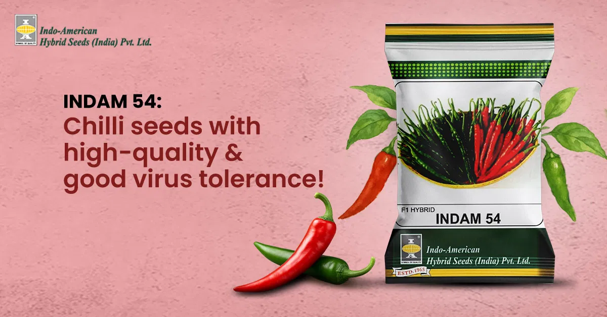 INDAM-6024 Chilli: High-Yielding Hybrid for Long Harvesting | BigHaat