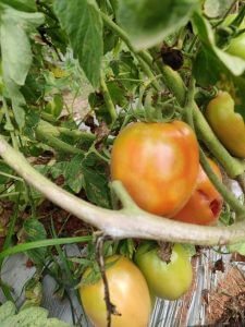 Tomato Spotted Wilt Virus