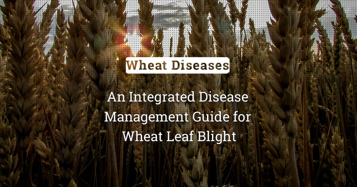 kvplus/articles/bd53e57d4af1ad04d74887fc3bd5e54f_An-Integrated-Disease-Management-Guide-for-Wheat-Leaf-Blight.jpg