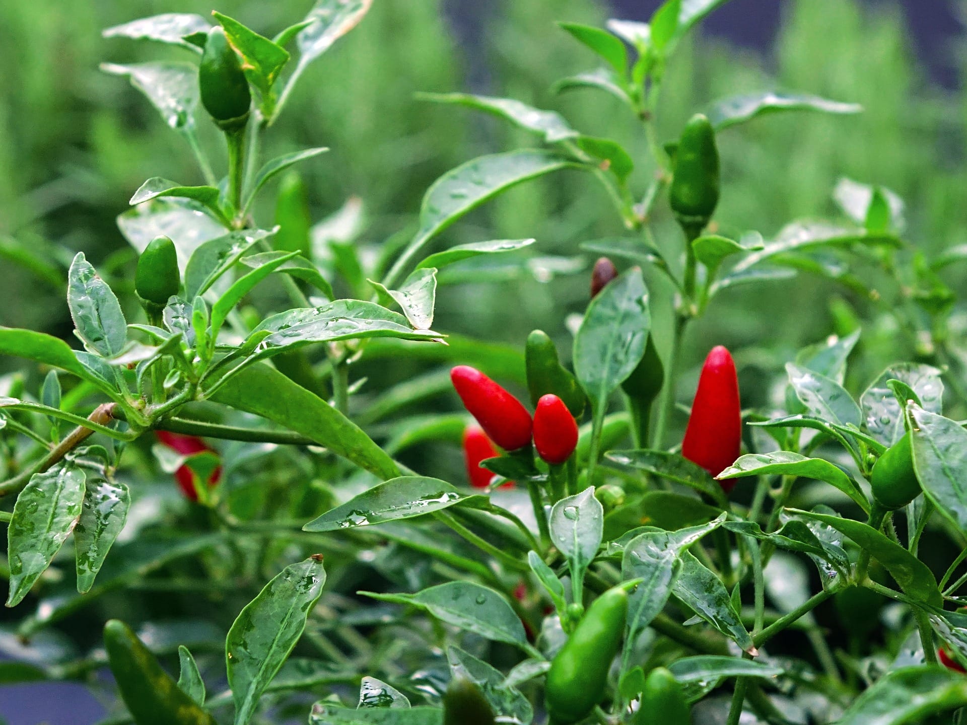 kvplus/articles/be3151fcf11ef2aa24171641b3a08d24_chilli-gb187e2c72_1920.jpg