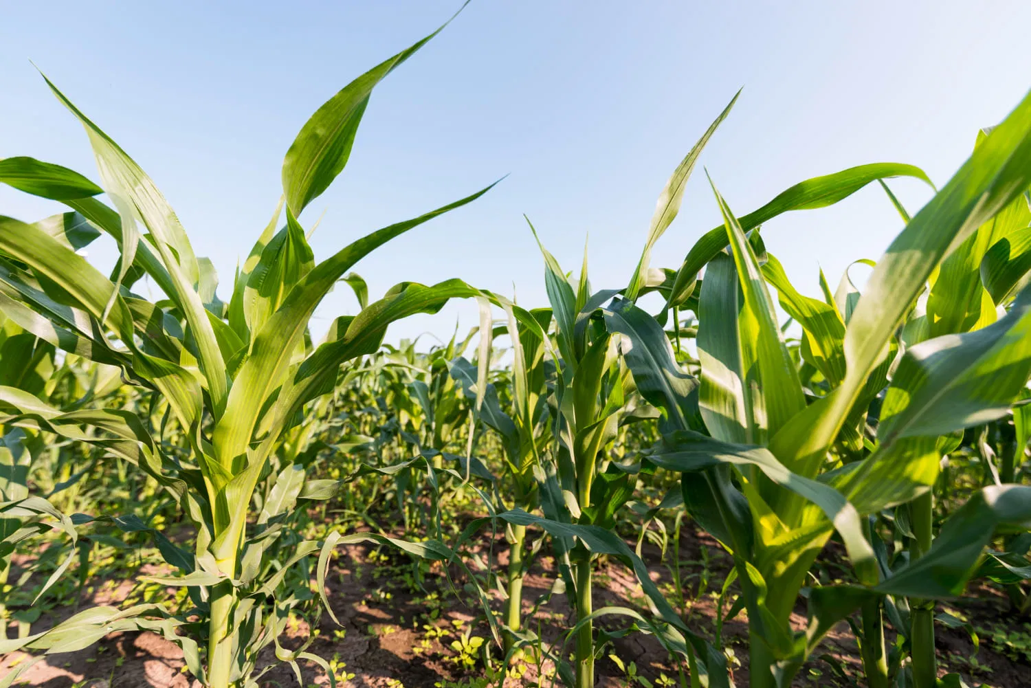 Maize: Planting And Package Of Practices Image