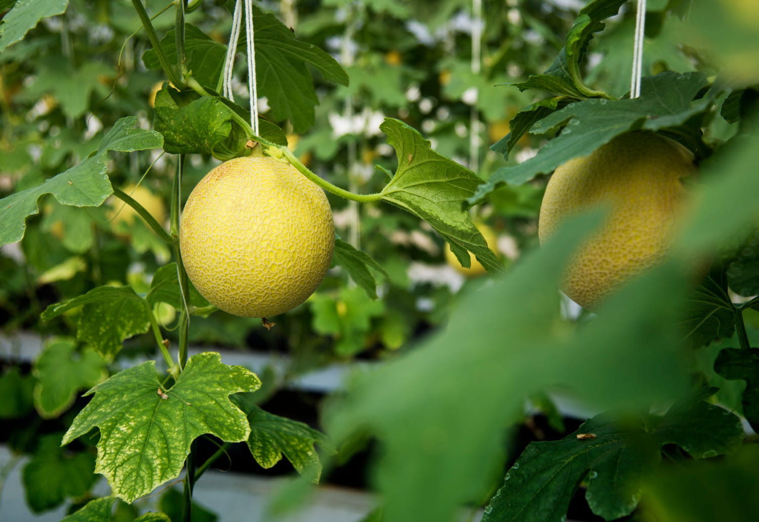 kvplus/articles/c133b3a95b7b7bd9a9ad9c2d00d4d6ca_organic-honeydew-harvest-nature-garden-1.jpg