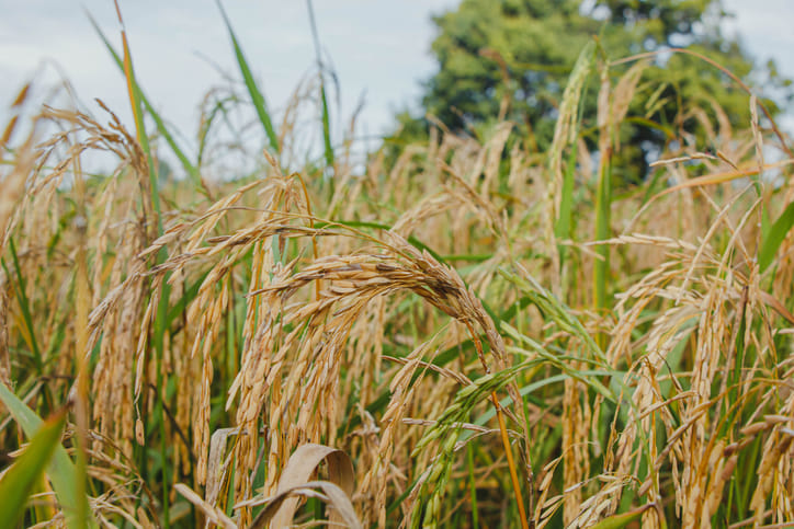 Paddy Blast Alert: Early Symptoms, Causes and Prevention Tips for Farmers Image
