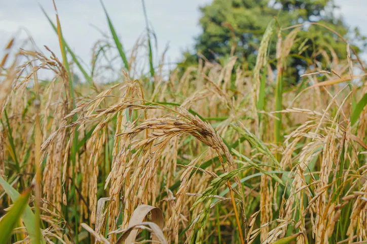 Paddy Blast Alert: Early Symptoms, Causes and Prevention Tips for Farmers Image
