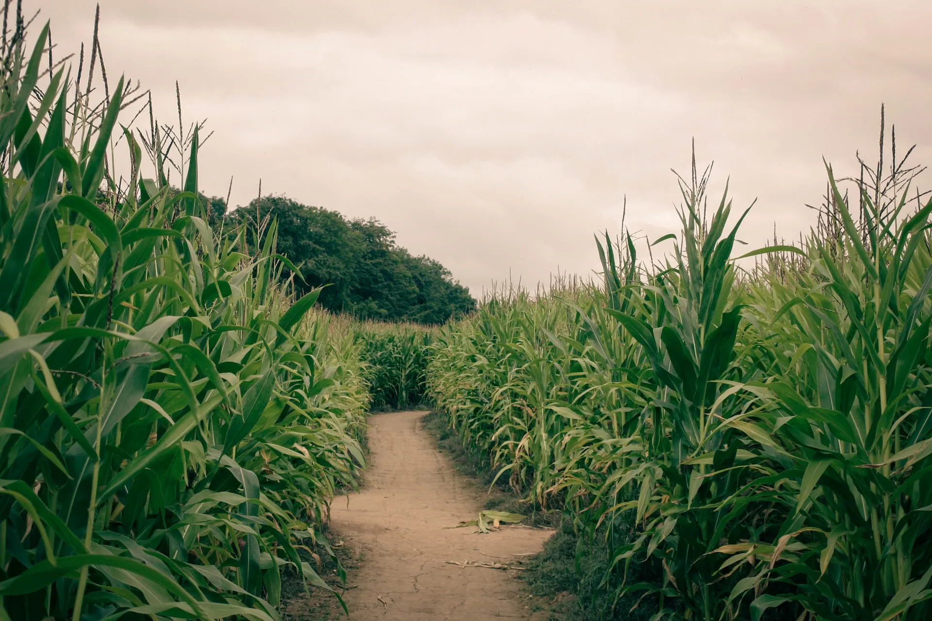 Nutritional needs of Maize crop and application of Fertilizers Image