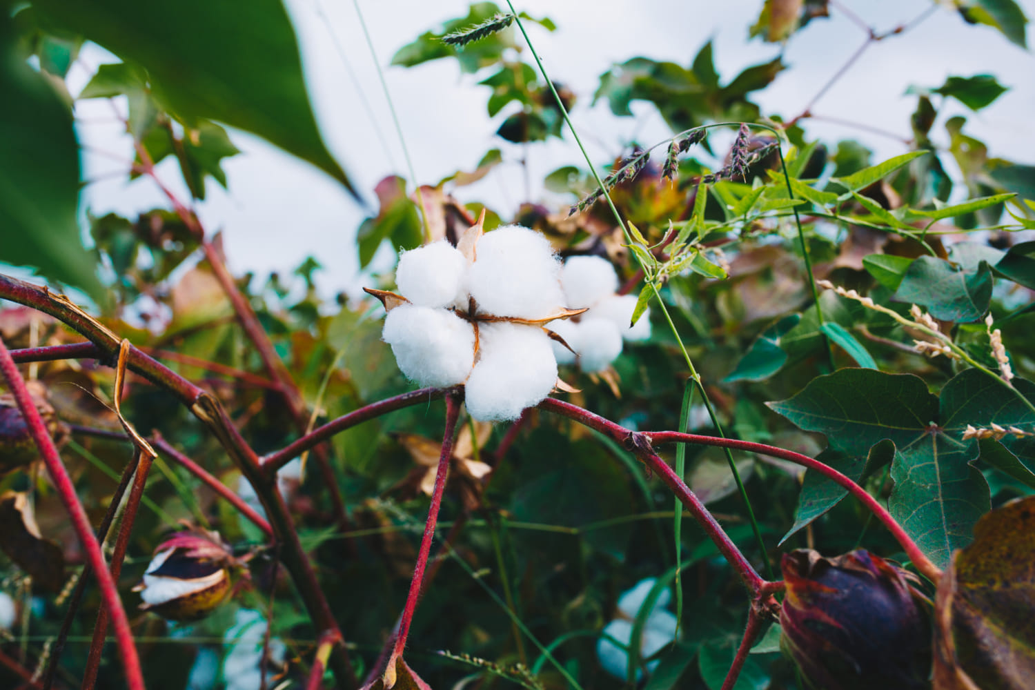 kvplus/articles/c999c01ddb0381ca5bbaf56b14f086d3_bunch-white-cotton-branch.jpg