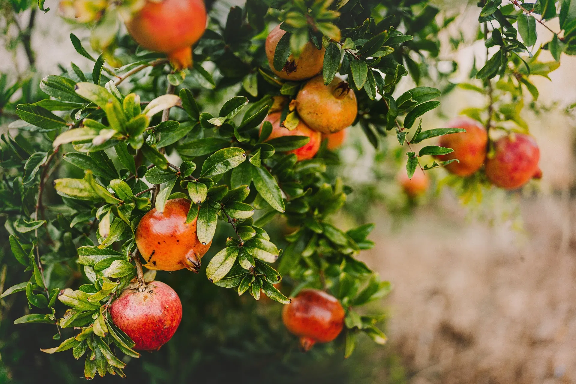 kvplus/articles/c99d5d83324b5491bd4f0ef6250aa046_pomegranate-ga523f4dbd_1920.jpg