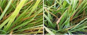 Paddy crop