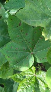 Alternaria leaf blight on cotton