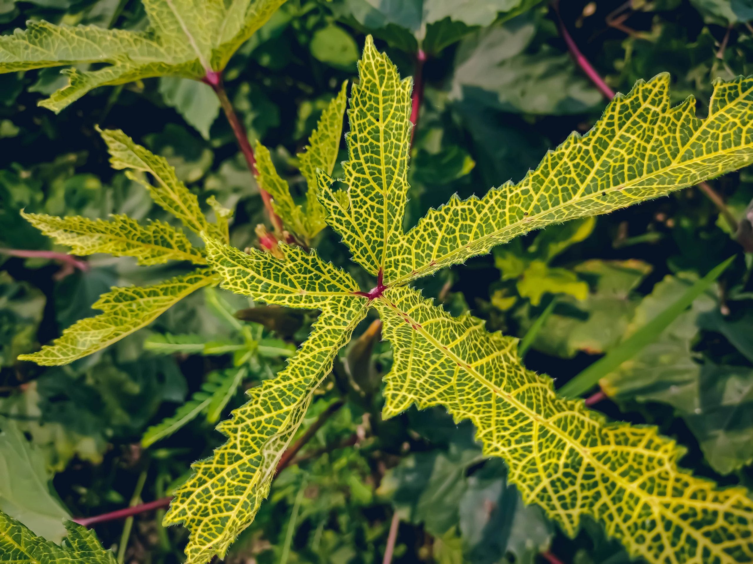 Bhendi Yellow Vein Mosaic Virus: Symptoms & Prevention | BigHaat