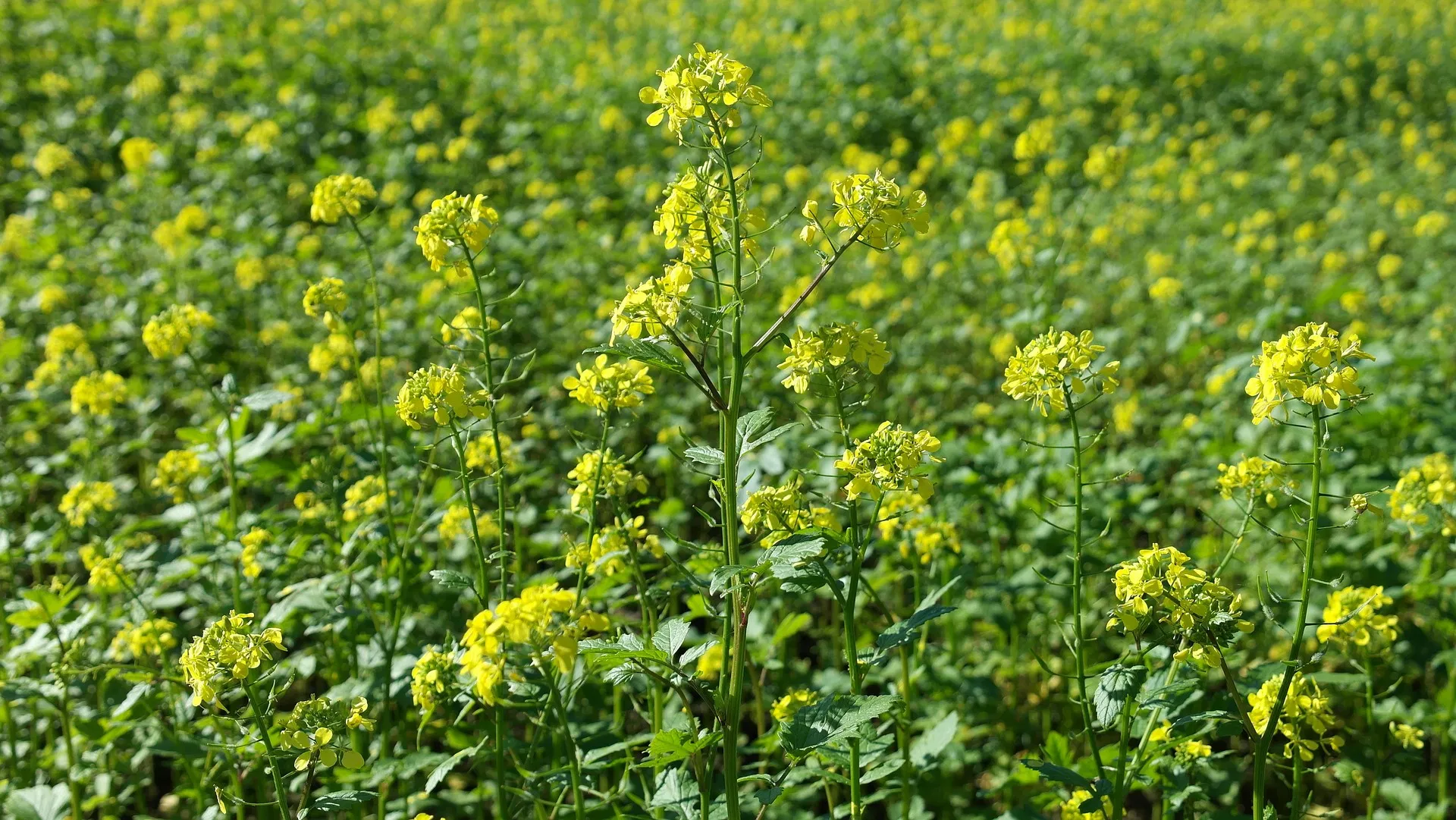 kvplus/articles/d259d933da2d6c1aad92ec4f86cfdd49_field-mustard-gc00697472_1920.jpg