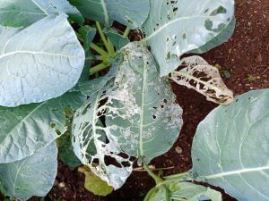 Skeletonized leaves in infested cabbage leaves