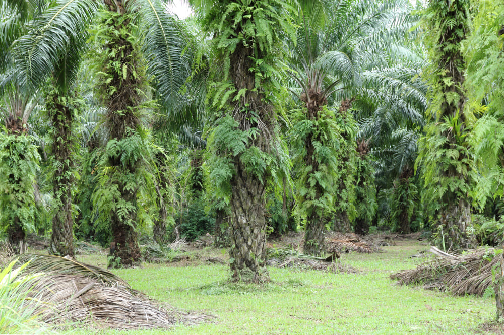 kvplus/articles/e1e757d49b732f2d393669eabe114f1d_oil-palm-plantation-2.jpg