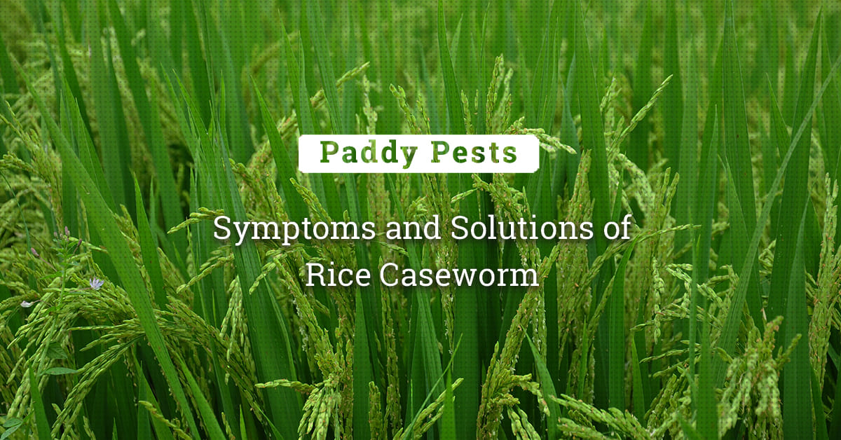 kvplus/articles/e2a92e666c0f70c2927a9c1f4779caf3_Symptoms-and-Solutions-of-Rice-Caseworm.jpg