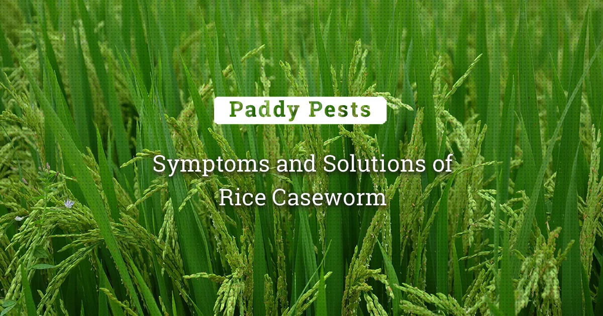 kvplus/articles/e2a92e666c0f70c2927a9c1f4779caf3_Symptoms-and-Solutions-of-Rice-Caseworm.jpg
