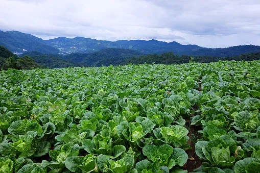 kvplus/articles/e8814cdce4c4879f9a64ed01b323f621_cabbage-farming-1.jpg
