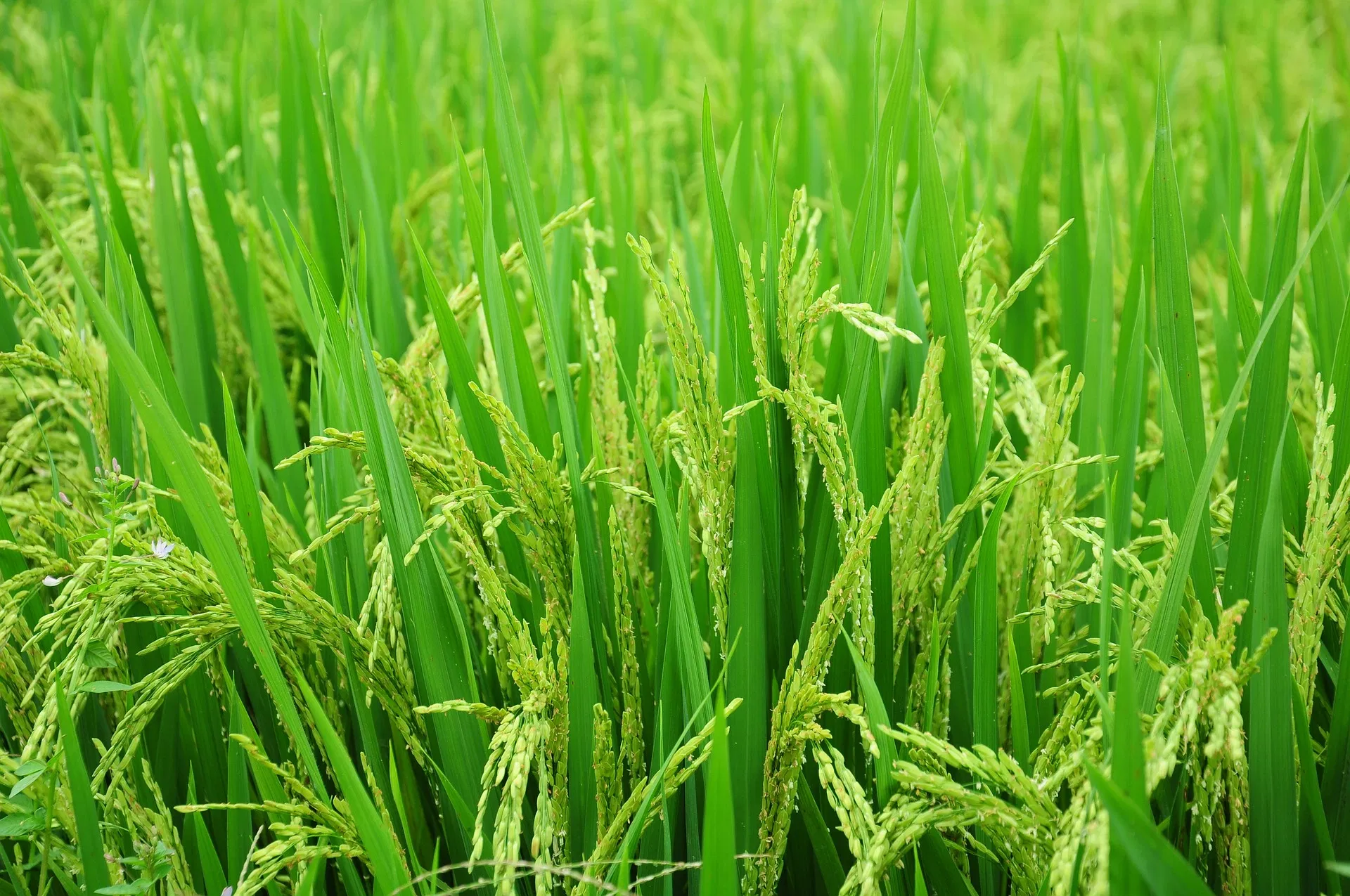kvplus/articles/ea8b35f9ec627446e2f6342c6f56d248_rice-g03c747f6f_1920.jpg