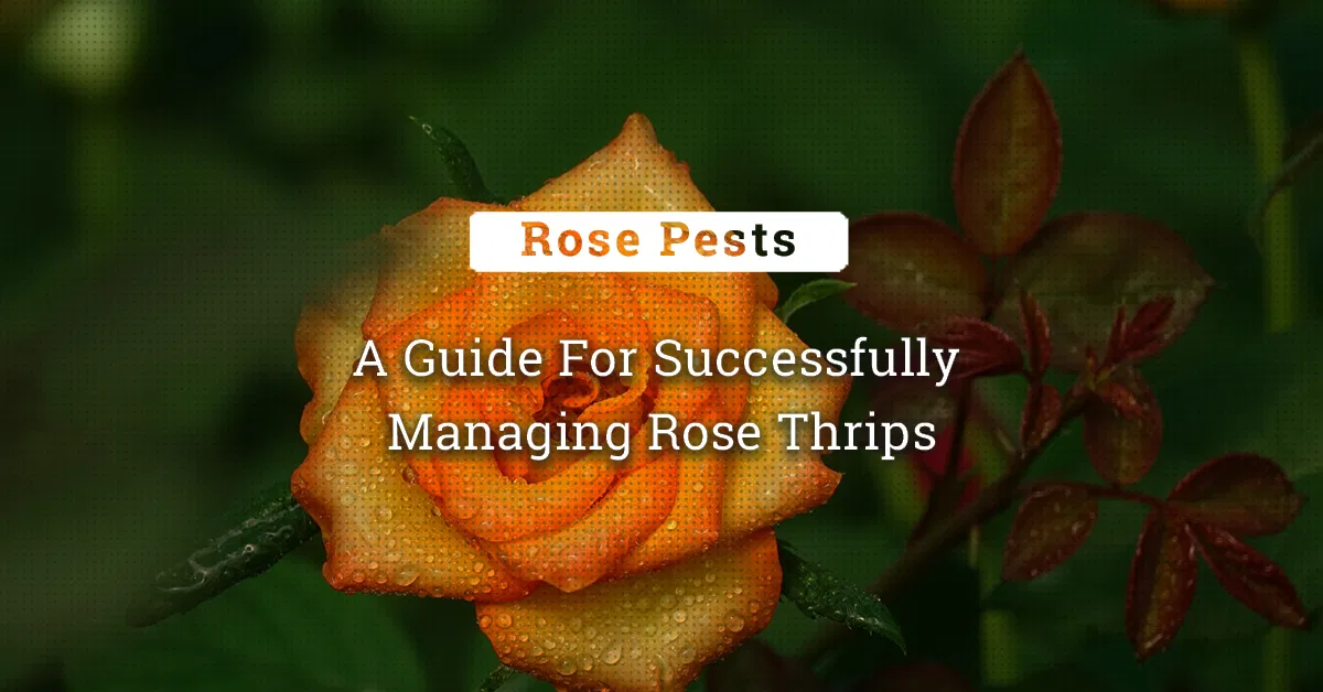 kvplus/articles/eb99cd9abd631d00bf7e937a83c7a7b2_A-Guide-For-Successfully-Managing-Rose-Thrips.jpg