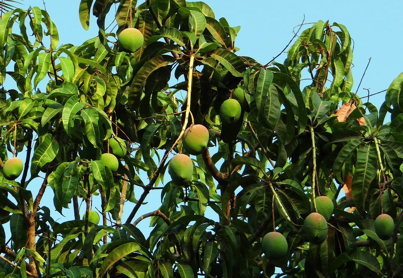 kvplus/articles/eba6da5ba099d2729fdcf48b945dc16d_mango-tree-gae5e3448a_1280.jpg