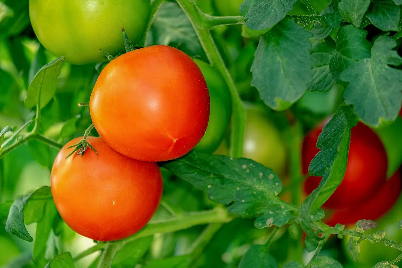kvplus/articles/f07ca324a650421213732740d35416b2_tomatoes-3702925_1280.jpg