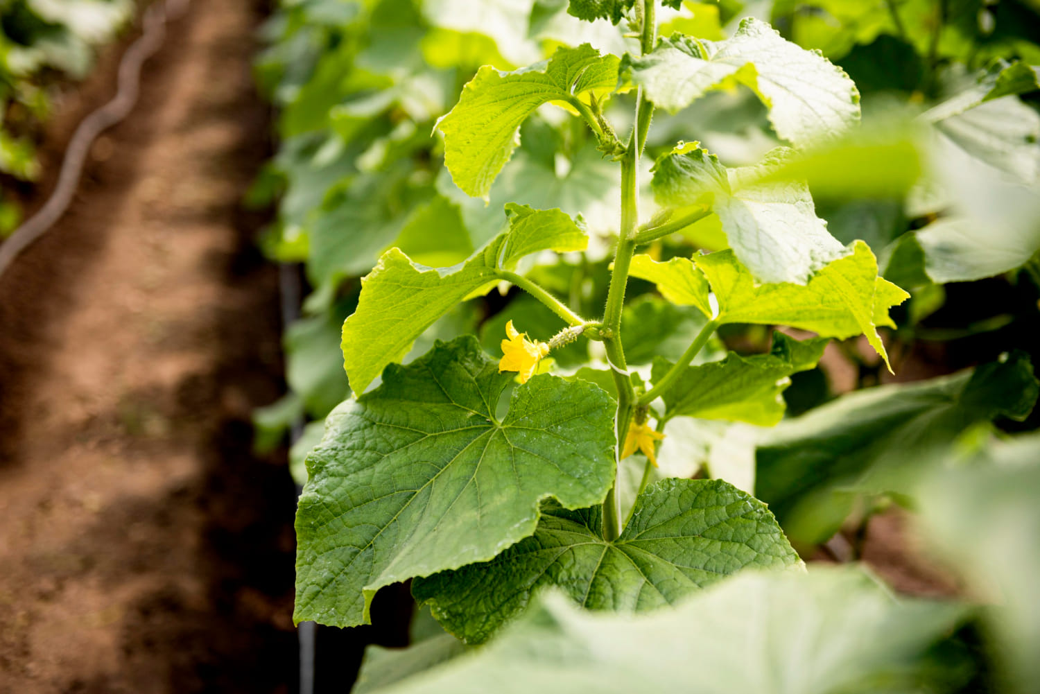 kvplus/articles/f1a78e4993cce1b0f9d0484a8bcea005_plant-with-flower-leaves-greenhouse.jpg