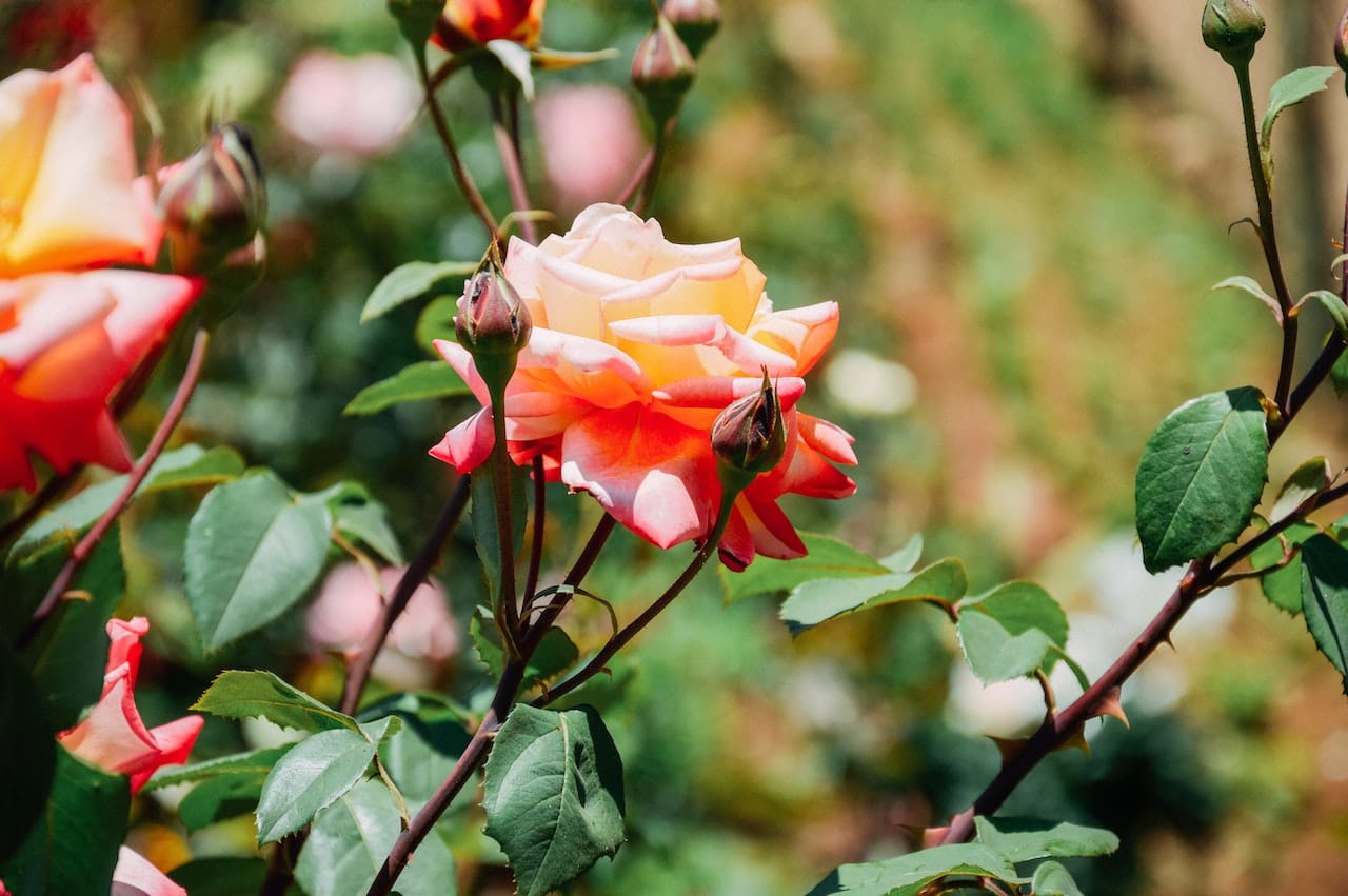 kvplus/articles/f5b6c932f5ded91b7c3253cd7e045325_pexels-ravi-kant-5599962.jpg