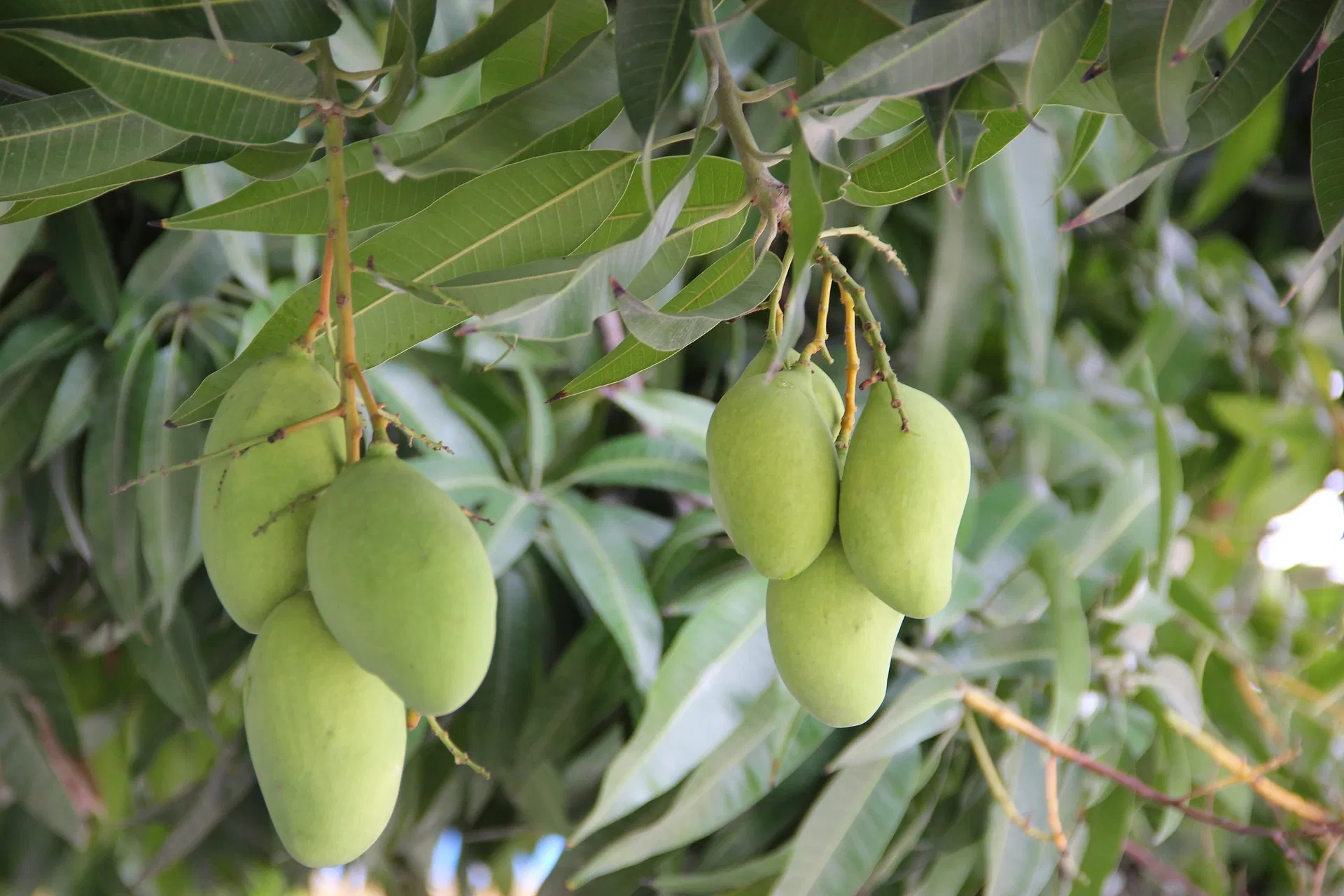 kvplus/articles/f6270c5ba642c4ab8e820ae28134a6ac_mangoes-g1f0cfd951_1920.jpg