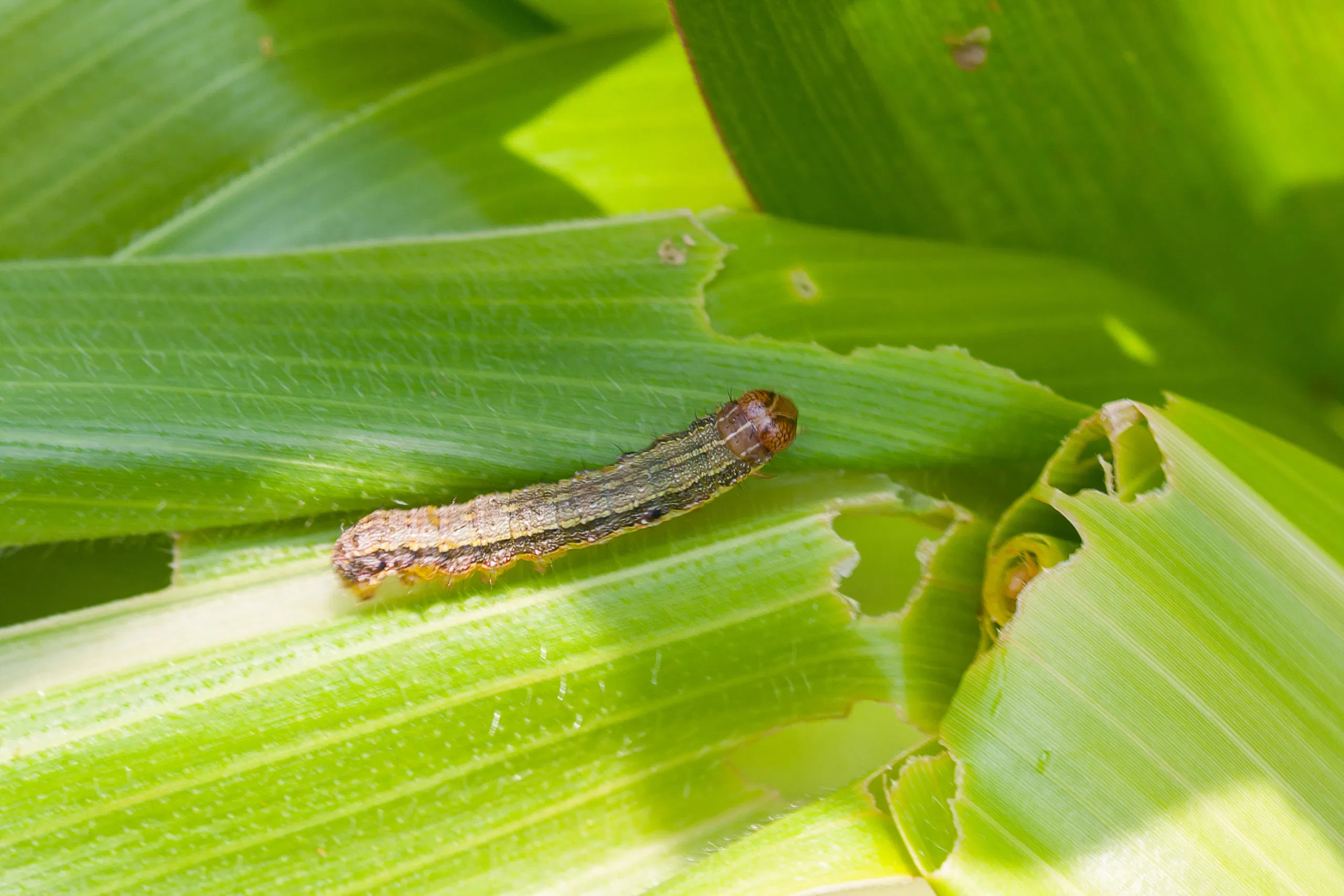 8 Most Effective Insecticides for Fall Armyworm in Maize This Monsoon Image