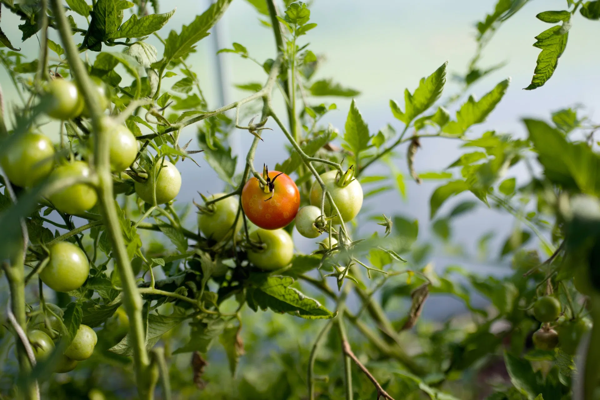 Tomato: Planting And Package Of Practices Image
