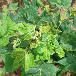 Tobacco streak virus in cotton