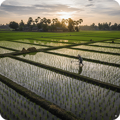 Crops Image