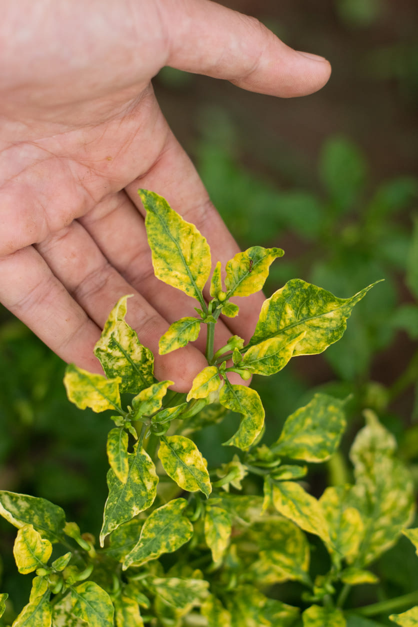 My Plant Leaves Are Turning Yellow  Here's Why | BigHaat