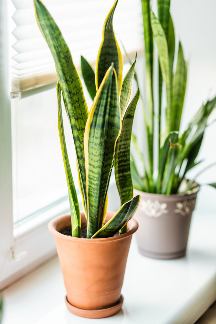 Top 10 NASA-Approved Air-Purifying Indoor Plants | BigHaat
