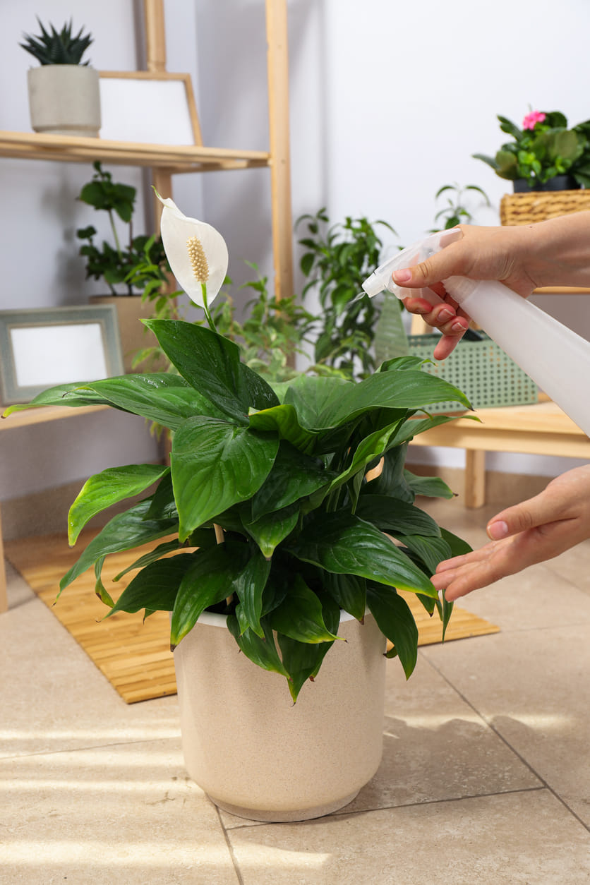 Basic Steps to Revive Your Drooping Peace Lily Plant | BigHaat
