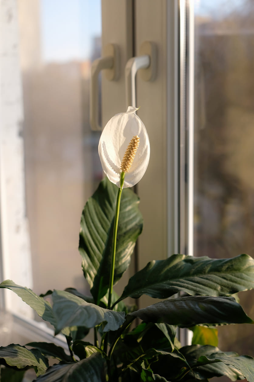 hanging ivy planter Boston Fern and Ivy Hanging Basket with Chain main image 1