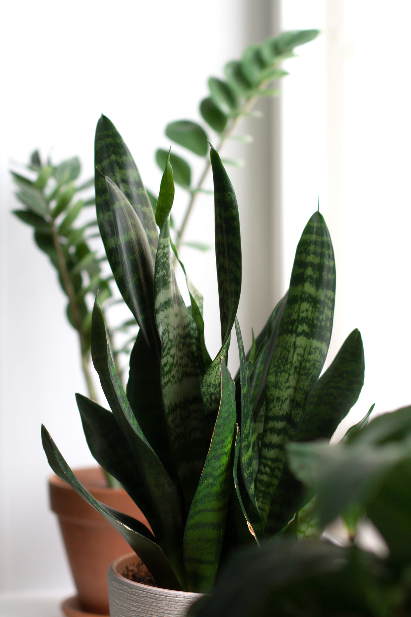 Top Six Indoor Plants to Repel Mosquitoes Naturally | BigHaat