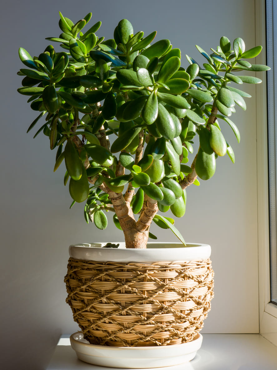 Top 8 Budget-Friendly Indoor Plants for your Home | BigHaat