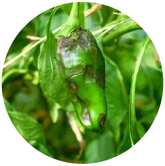 एन्थ्रेक्नोज Image