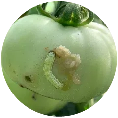 फल छेदक Image