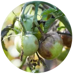 पछेती झुलसा Image