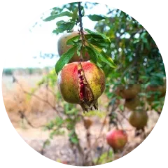 Nutrient Deficiencies Image