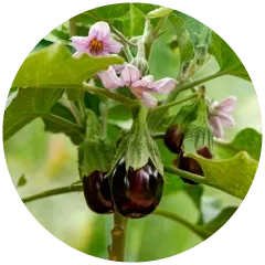 Flowers and Fruits Image